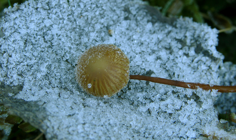 Galerina da determinare n�16.
